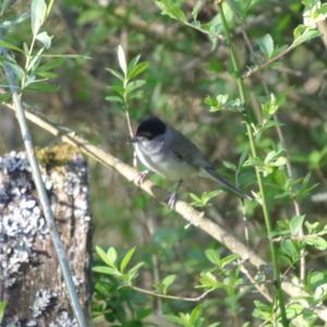 Blackcap