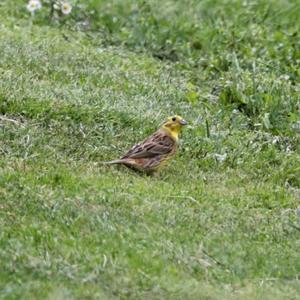 Yellowhammer