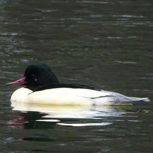 Common Merganser