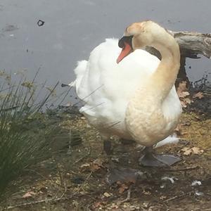 Mute Swan