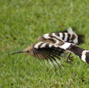 Eurasian Hoopoe