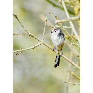 Long-tailed Tit