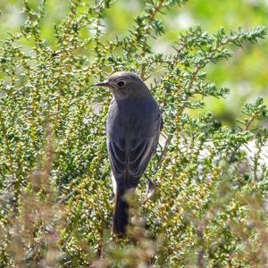 Black Redstart