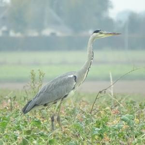 Grey Heron