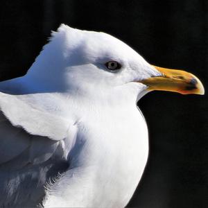 Yellow-legged Gull