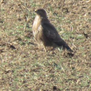 Common Buzzard