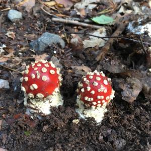 Fly Agaric