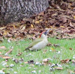 Eurasian Green Woodpecker