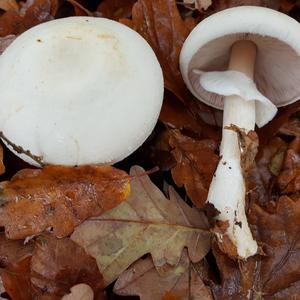 Horse Mushroom