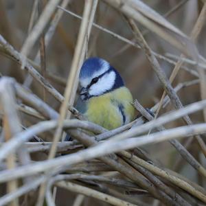 Blue Tit