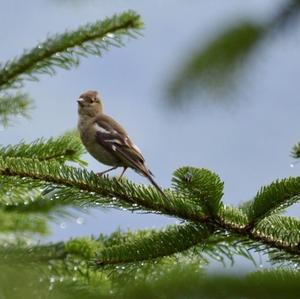 Eurasian Chaffinch