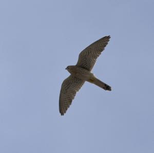 Common Kestrel