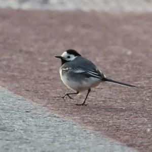 White Wagtail