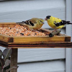 American Goldfinch