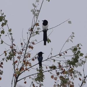 Black-billed Magpie