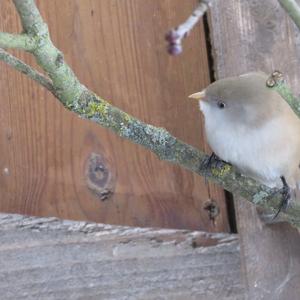 Bearded Parrotbill