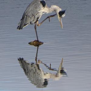 Grey Heron