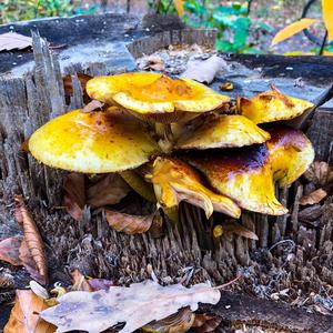 Honey Fungus