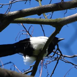 Black-billed Magpie