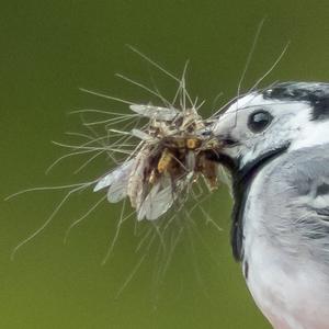 White Wagtail