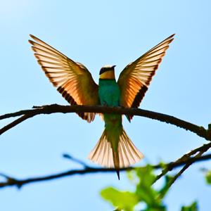 European Bee-eater