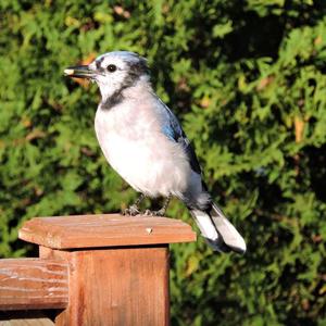 Blue Jay