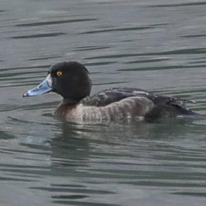 Greater Scaup