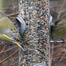 European Greenfinch