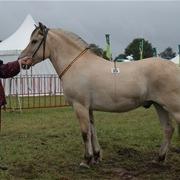 Fjord Horse