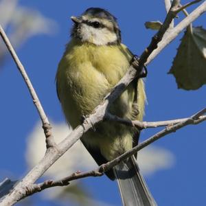 Blue Tit