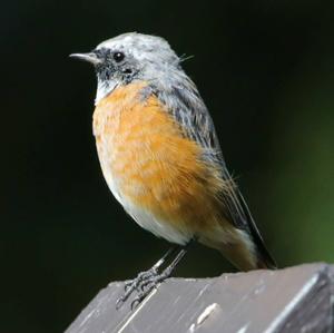 Common Redstart