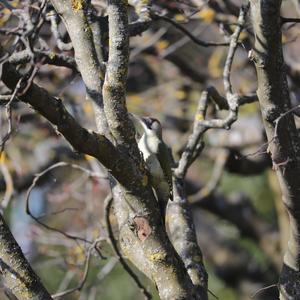 Eurasian Green Woodpecker