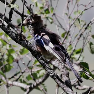 Eurasian Jay