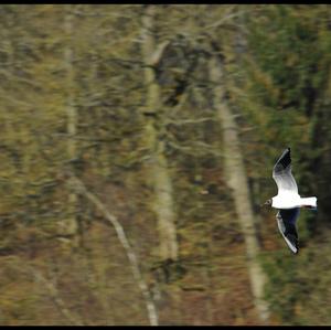 Black-headed Gull