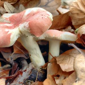 Bare-toothed Russula