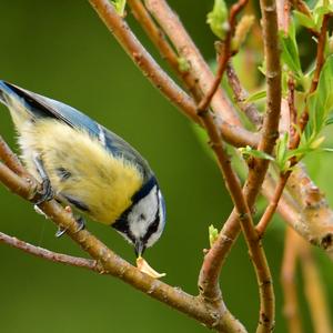 Blue Tit