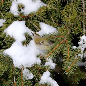 Wintergoldhähnchen