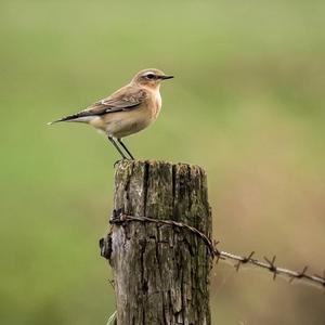 Northern Wheatear