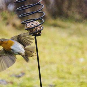 European Robin