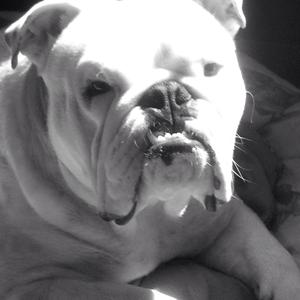Unknown Breed