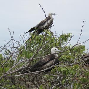 Bindenfregattvogel