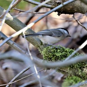 Willow Tit