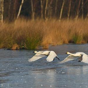 Whooper Swan