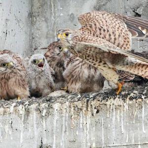 Common Kestrel