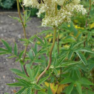 Meadowsweet