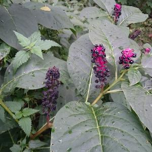 Pokeweed (American)