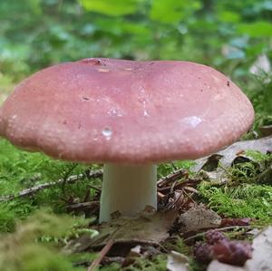 Bare-toothed Russula