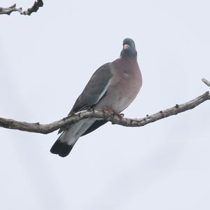 Common Wood-pigeon