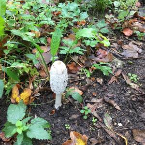 Shaggy Mane