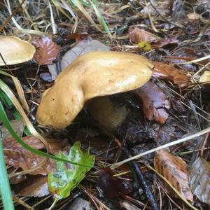 Jersey Cow Bolete